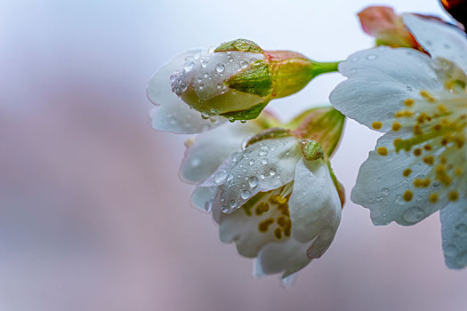 白色樱花春天盛开