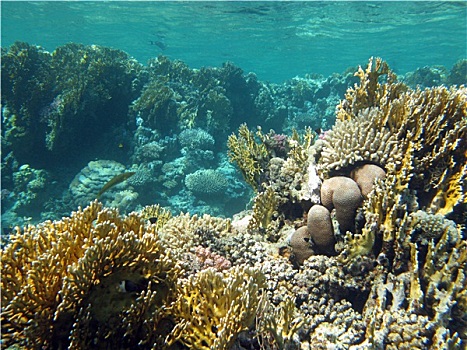 珊瑚礁,珊瑚,热带,海洋,水下