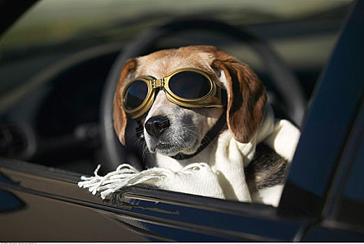 狗,戴着,护目镜,围巾,驾驶席,汽车