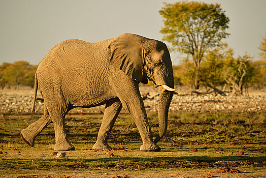 大象,非洲象,晚上,太阳,埃托沙国家公园,纳米比亚,非洲