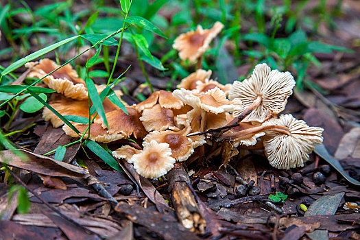 蘑菇,新南威尔士,澳大利亚