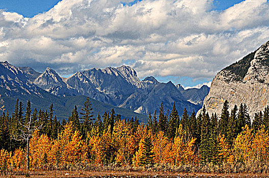 黄色,彩色,白杨,叶子,落基山,背景,碧玉国家公园,艾伯塔省,加拿大