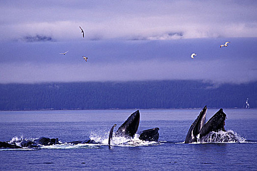 美国,阿拉斯加,驼背鲸