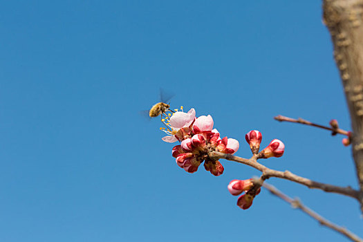盛开,花上,采蜜,蜜蜂