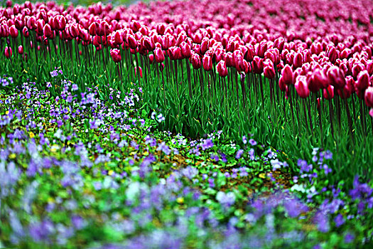 郁金香花海