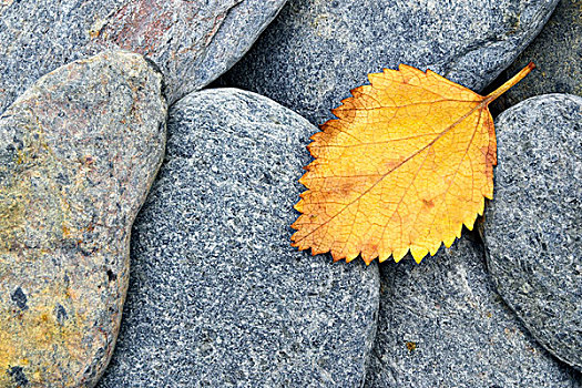 桦树,贝图拉州立公园,叶子,岩石上,瑞典