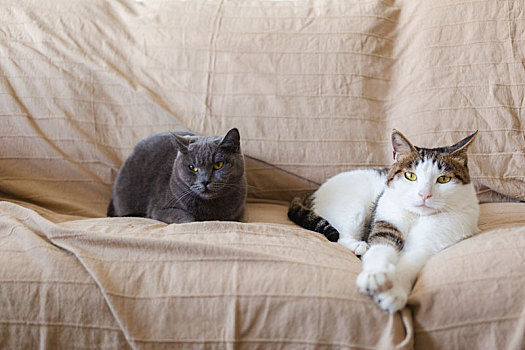 沙发上两只可爱的小猫在休息