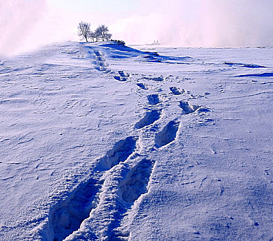 雪地脚印