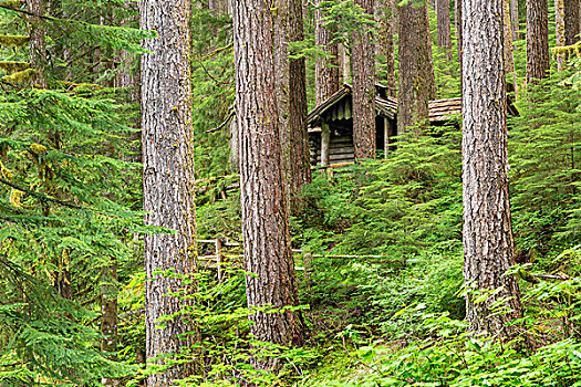 美国,华盛顿,奥林匹克国家公园,树林,小屋,蔽护,画廊