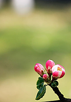 铁脚海棠花蕾