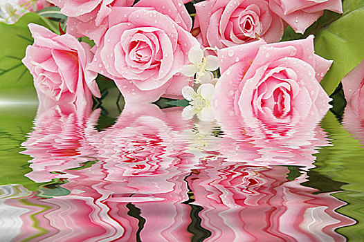 粉色,玫瑰,反射,水