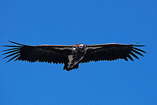 肉垂秃鹫,肯尼亚
