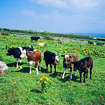 菜牛,放牧,丁格尔半岛,凯瑞郡,爱尔兰