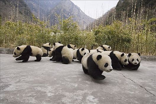 大熊猫,幼兽,放置,照片,一起,卧龙自然保护区,中国,次序