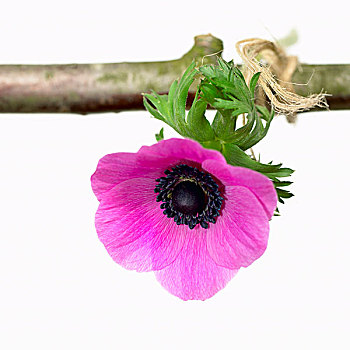 粉色,银莲花,悬挂,细枝