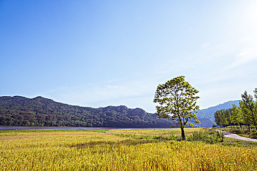 空款原野