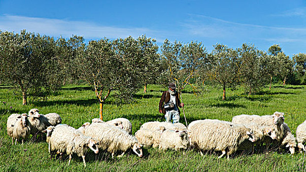 远足,牧羊人,绵羊,萨丁尼亚,意大利,欧洲