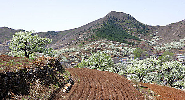 梨花