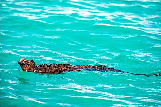 游泳,海鬣蜥