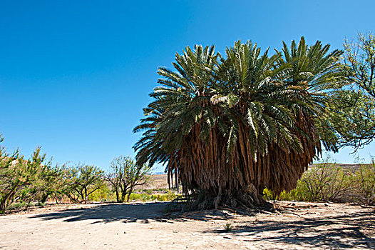 美国,德克萨斯,大湾国家公园,温泉,巨大,棕榈树