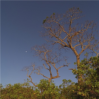 树梢,哥斯达黎加