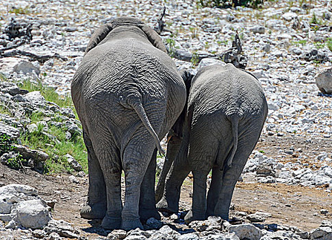 非洲,灌木,大象,非洲象,后视图,埃托沙国家公园,纳米比亚