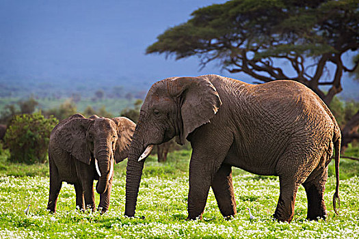 大象,走,狩猎屋,南非
