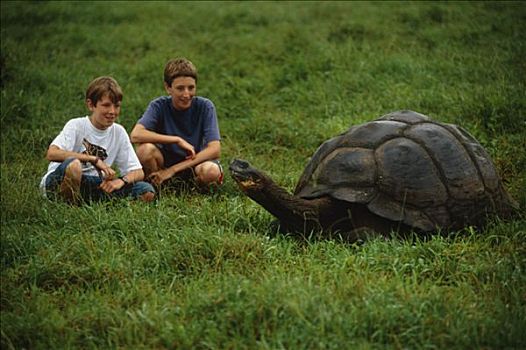 孩子,注视,巨龟,野生,加拉帕戈斯群岛,厄瓜多尔
