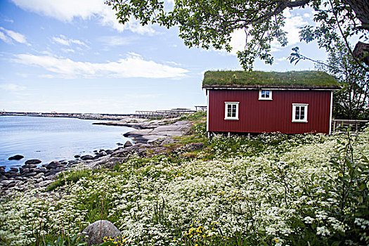 传统,房子,罗弗敦群岛,挪威