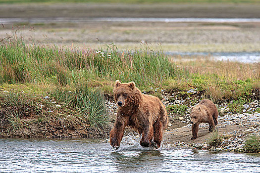 大灰熊,棕熊,河,休憩之所,阿拉斯加,半岛,美国