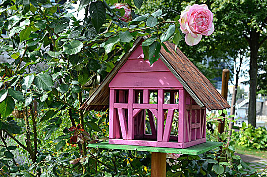 粉色,鸟,房子,玫瑰,花园