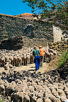 羊群,乡村,省,索里亚,迁徙,道路,北方,西班牙