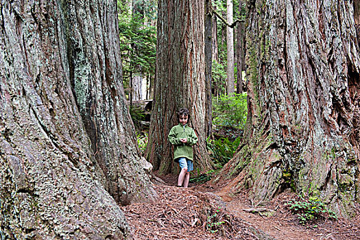 男孩,走,成熟林,树林,红杉国家公园,加利福尼亚,美国