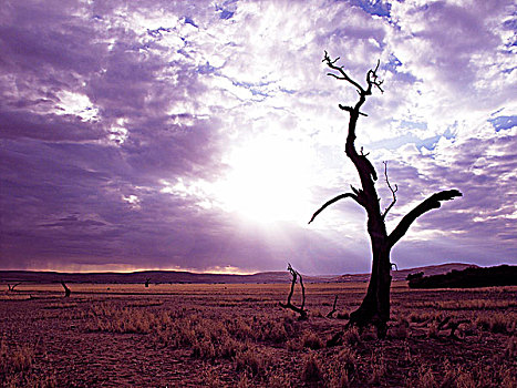 纳米比亚,纳米布沙漠