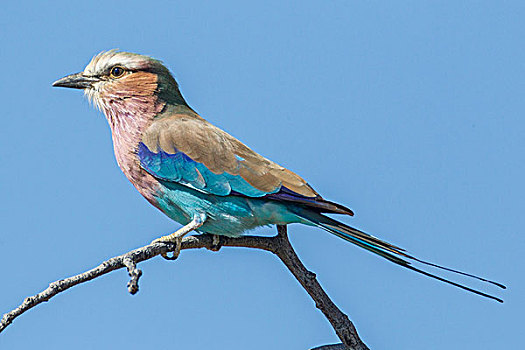 紫胸佛法僧鸟,佛法僧属,埃托沙国家公园,纳米比亚,非洲