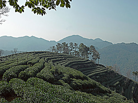 高山上的茶园