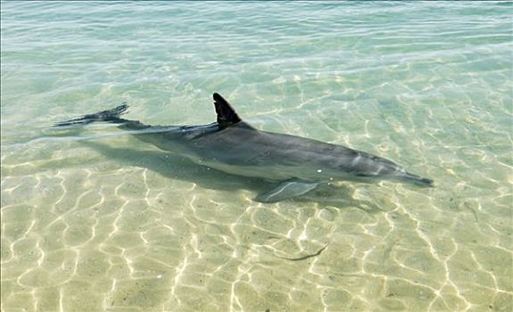 普通,宽吻海豚,浅水,鲨鱼湾,西澳大利亚