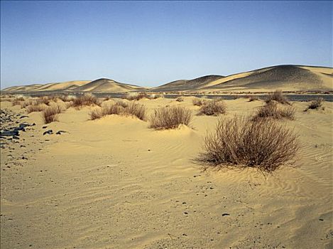 卧,高处,海平面,沙漠,一个,撒哈拉沙漠,砾石,表面,植被