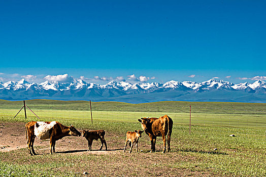 雪山下的牧场和牛