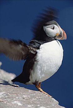 大西洋角嘴海雀,北极,成年,振翅,向上,夏天,饲养,季节,纽芬兰,加拿大
