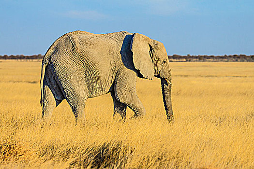 非洲,大象,埃托沙国家公园,纳米比亚