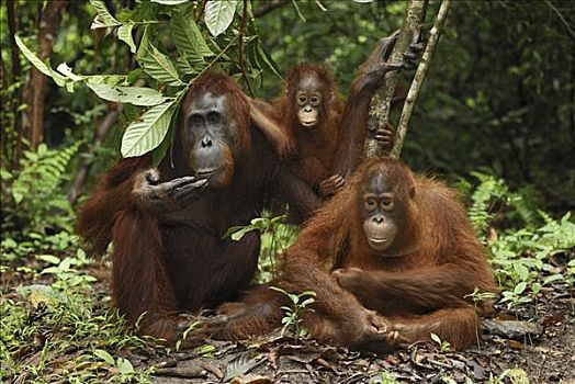 猩猩,黑猩猩,女性,坐,雨林,地面,檀中埠廷国立公园,印度尼西亚