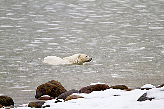 北极熊,游泳,哈得逊湾,冬天,丘吉尔市,野生动物,管理,区域,加拿大