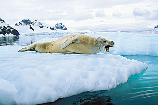 食蝦海豹,食蟹海豹,天堂湾,陆地,南极半岛,南极