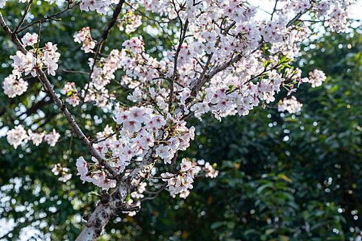 樱花春天阳光下盛开