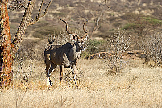 大捻角羚,肯尼亚,非洲