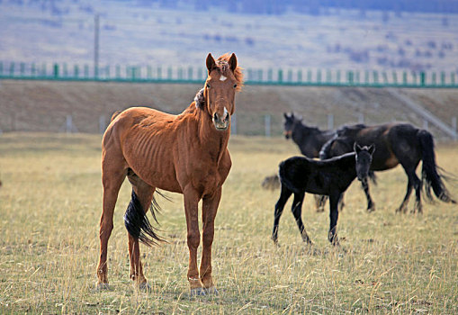 新疆哈密,草原上马儿的亲情温馨时刻