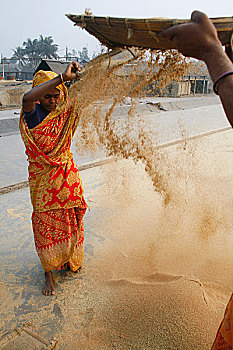 女人,稻田,全球,价格,稻米,5折,国际,危机,孟加拉,一个,乡野,世界,百分比,人口