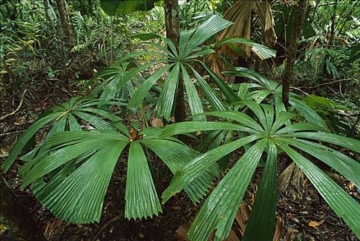 扇形棕榈,生长,国家公园,澳大利亚