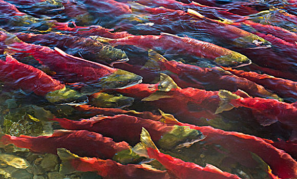 红大马哈鱼,红鲑鱼,群,游泳,挨着,表面,产卵,亚当斯河,省立公园,不列颠哥伦比亚省,加拿大